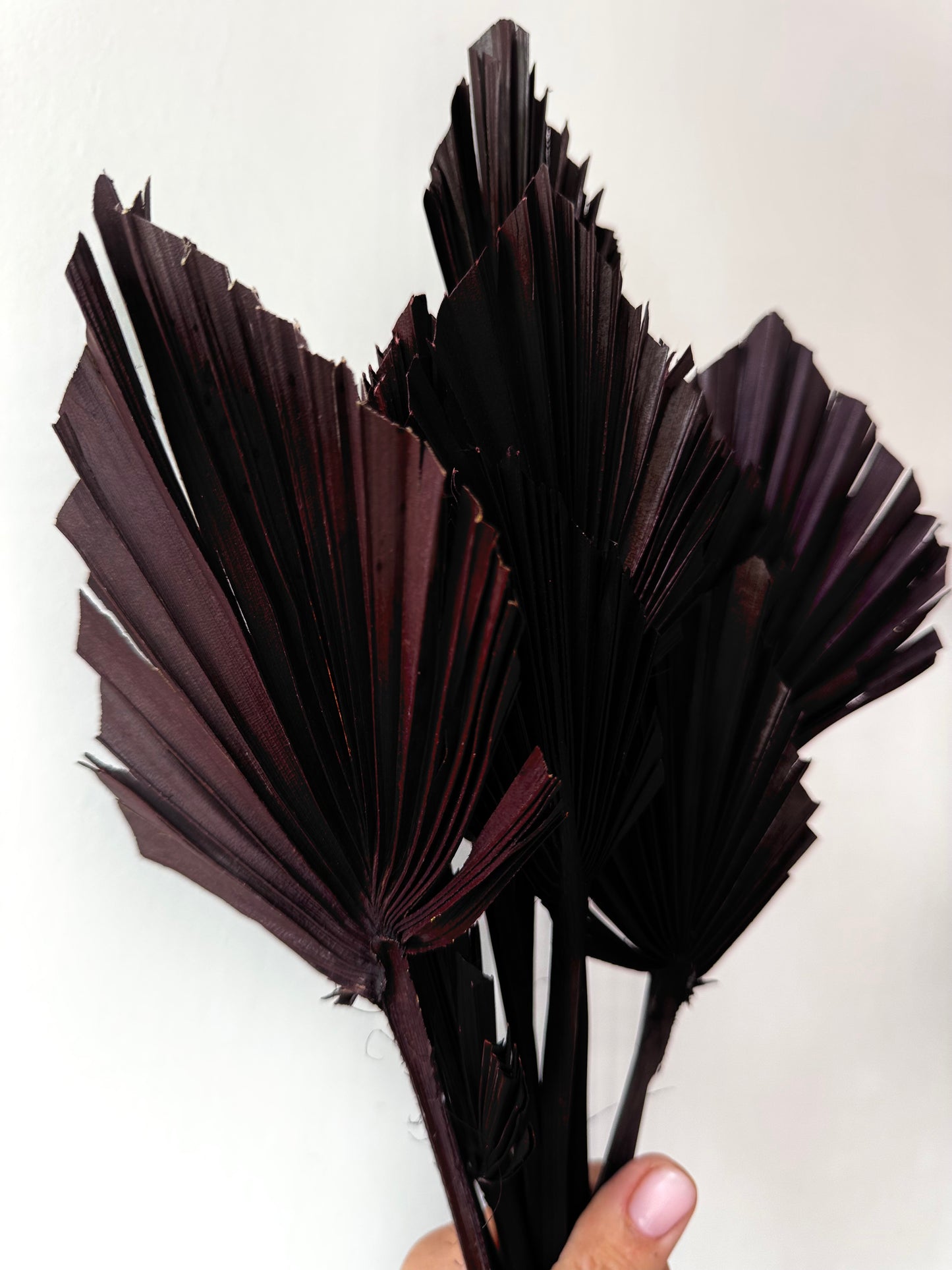 Szárított pálmalevél - sötétbarna