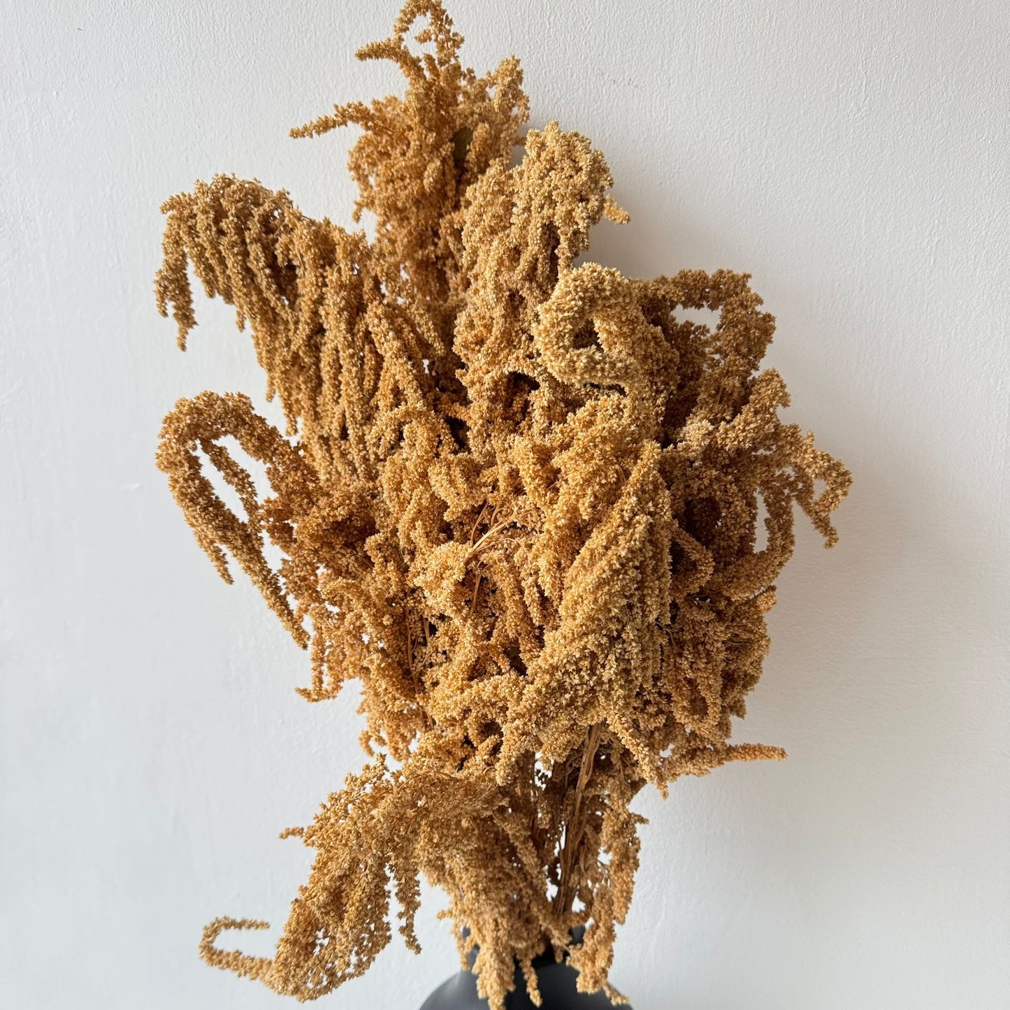 Dried plant