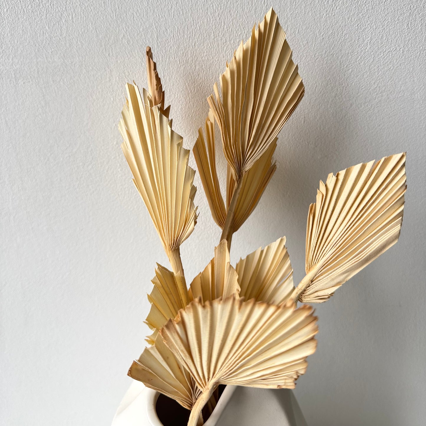 Dried palm leaf - bleached small