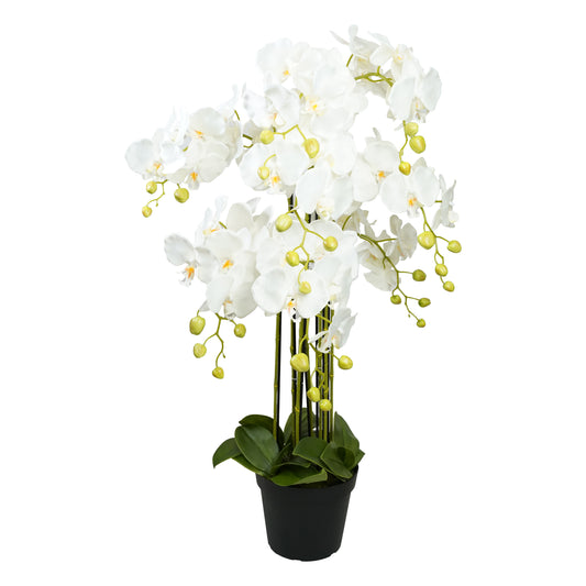 Butterfly orchid in pot, 90cm - white