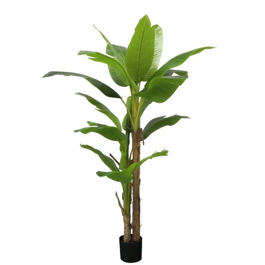 Cserepes banánfa - 200 cm, 20 levéllel