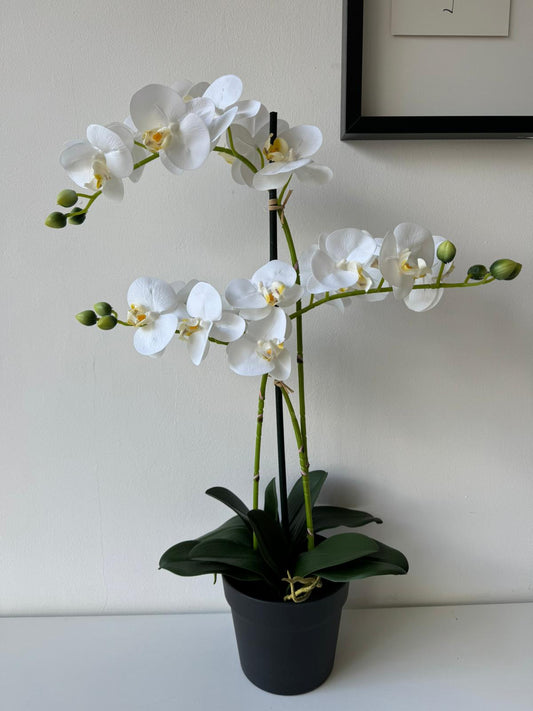Cserepes fehér orchidea 70cm