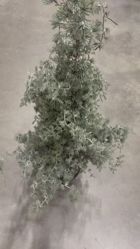 Deres cserepes cédrus- 120cm, 165cm