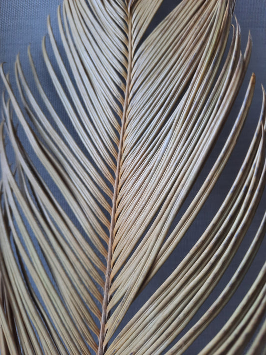 Sorghum palm leaf