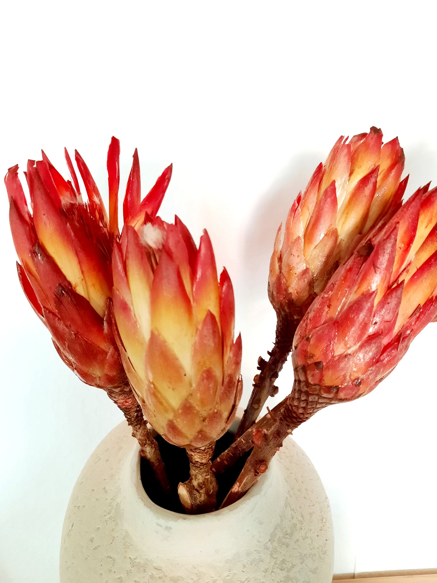 Protea - piros
