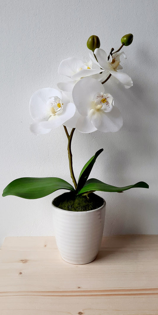 Cserepes orchidea 27cm