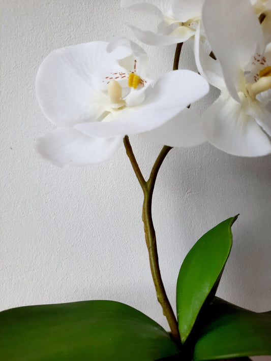 Cserepes orchidea 27cm