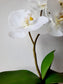 Cserepes orchidea 27cm