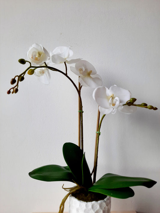 Cserepes orchidea 45cm