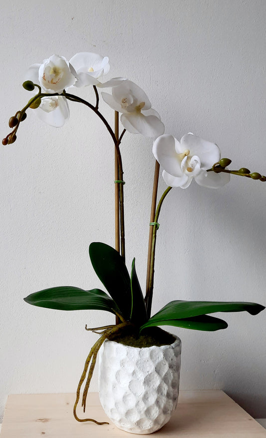 Cserepes orchidea 45cm