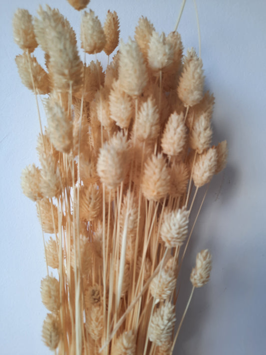 Fénymag (phalaris) - több szín