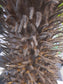 Künstliche Cycad-Palme im Topf 120 cm