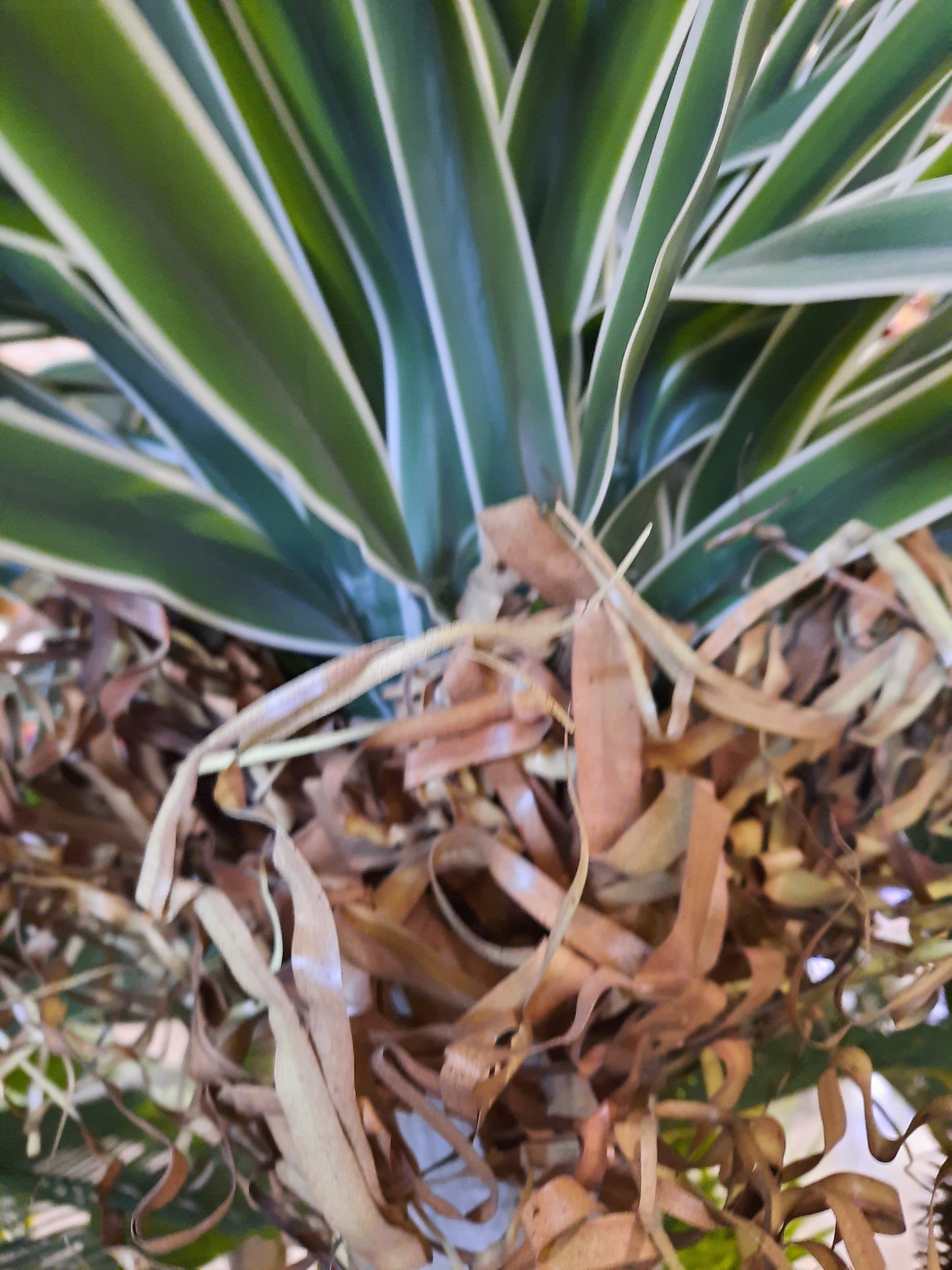 Cserepes Yucca selyemvirág 250 cm
