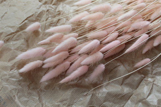 Nyuszifarok (lagurus) - több szín