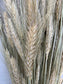 Wheat - natural (bearded)