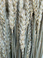 Wheat - natural (tar)