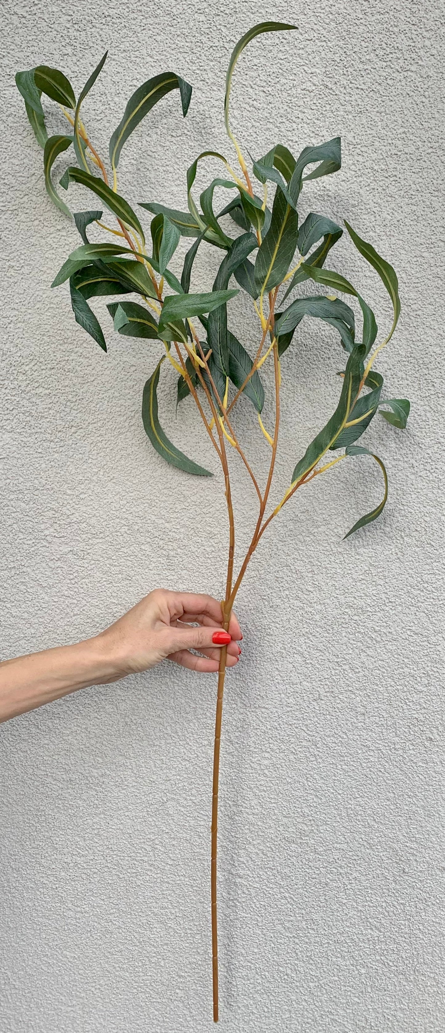 Narrow-leaved eucalyptus