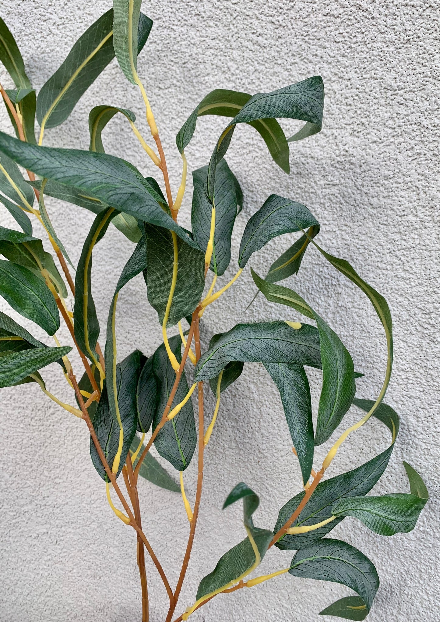 Narrow-leaved eucalyptus