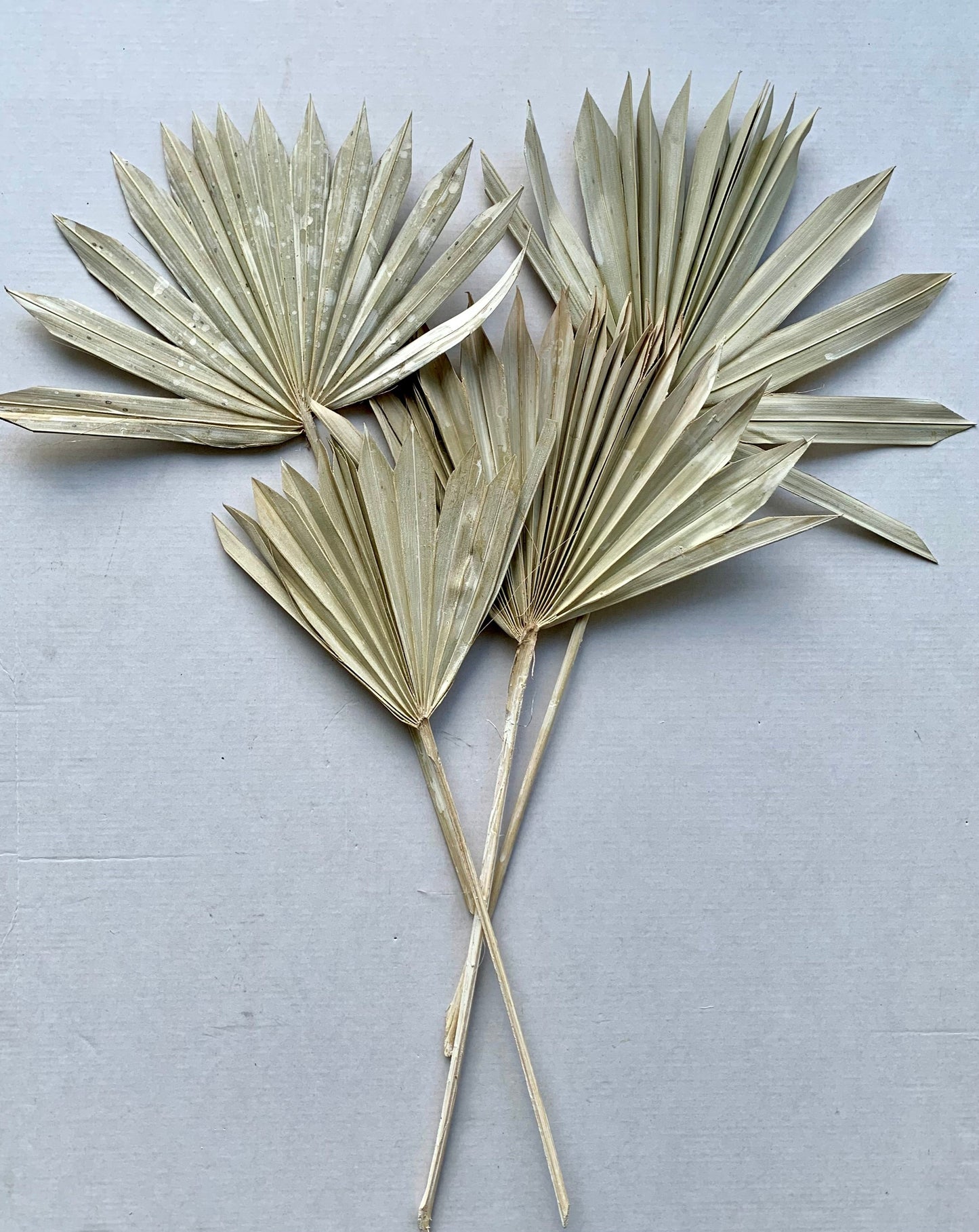Dried palm leaf