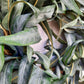 Keskeny levelű eukaliptusz koszorú - zöld