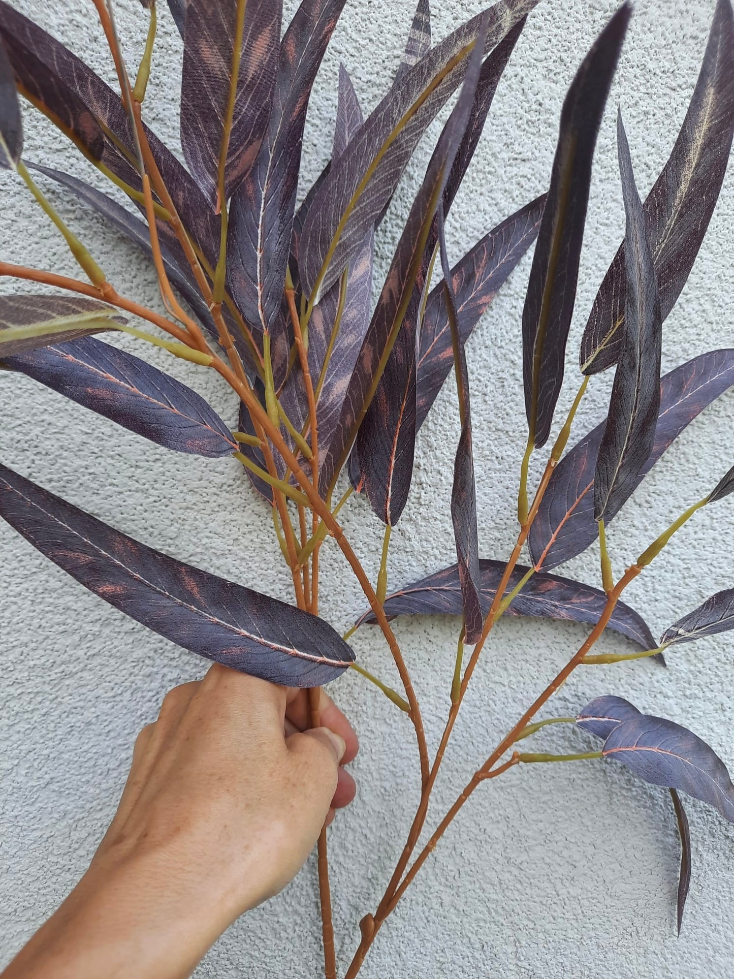 Keskeny levelű eukaliptusz - bordó